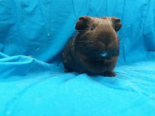 Baton Rouge, LA - Guinea Pig. Meet Moe & Macchiato a Pet ...