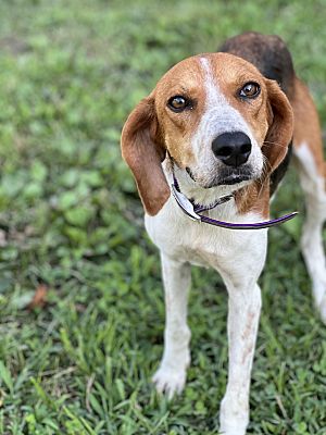 Amelia Court House, VA - Hound (Unknown Type). Meet Wanda a Pet for ...