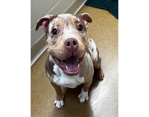 Anchorage, AK - American Pit Bull Terrier. Meet MOCHA a Pet for ...