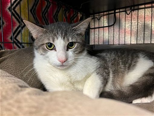 Virginia Beach, VA - Domestic Shorthair. Meet 2305-1524 Backgammon A ...