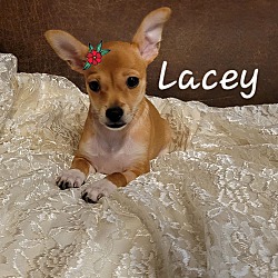 Thumbnail photo of Lacey #4