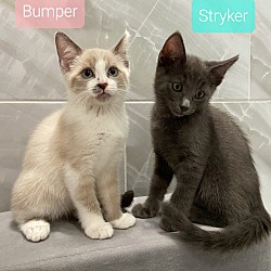 Thumbnail photo of ::: Bumper & Stryker ::: #3