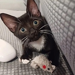 Photo of Baby Earl (ADOPTED!)