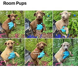 Photo of The Room Pups