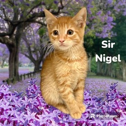 Photo of *SIR NIGEL