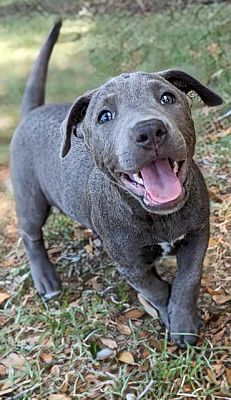 Ocala, FL - Rhodesian Ridgeback/Australian Cattle Dog. Meet Uno a Pet ...