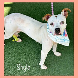 Thumbnail photo of SHYLA #3