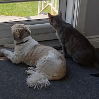 adopt-pet