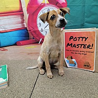 adopt a pet