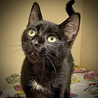 adopt a pet