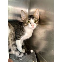 adopt-pet