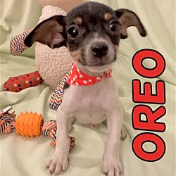 Thumbnail photo of Oreo in Texarkana AR/TX #1