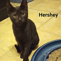 Photo of HERSHEY