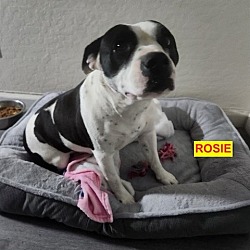 Thumbnail photo of ROSIE #4