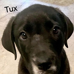 Photo of Tux