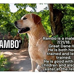 Thumbnail photo of Rambo #2