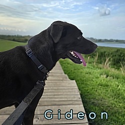 Thumbnail photo of Gideon #2