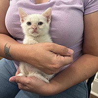 adopt a pet