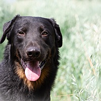 adopt-pet