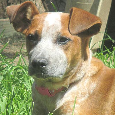 Australian cattle dog rhodesian cheap ridgeback mix