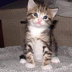 Photo of Kitten