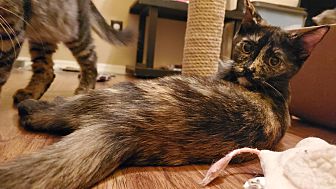 Adopt A Pet Petsmart Charities