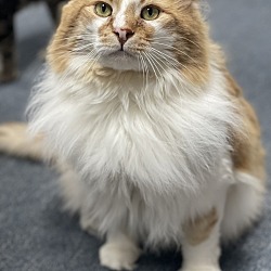 Photo of Lionel Country Club  FIV