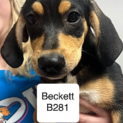 Thumbnail photo of Beckett B281 #1