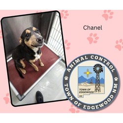 Thumbnail photo of Chanel #2