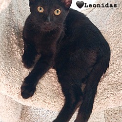 Thumbnail photo of :::Leonidas::: #4