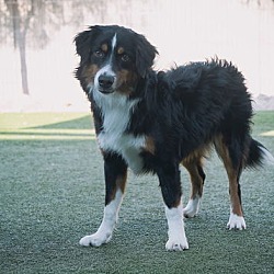 Thumbnail photo of BLUEBERRY Mini Aussie #2