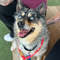 adopt a pet