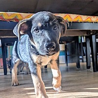 adopt a pet