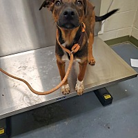 adopt a pet