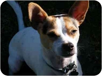 dingo jack russell mix