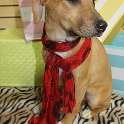 Thumbnail photo of Scarlet-Adopted! #3