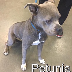 Thumbnail photo of Petunia-ADOPTED #2