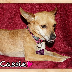 Thumbnail photo of Cassie #3