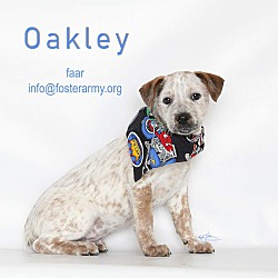 Thumbnail photo of Oakley #1