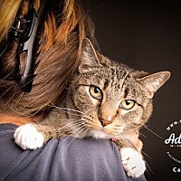 adopt a pet