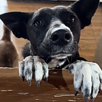 adopt a pet