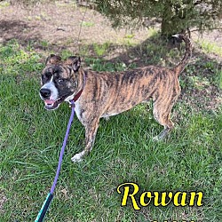 Thumbnail photo of Rowan - $25 Adoption Fee Special #2