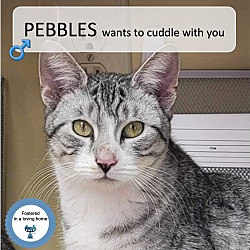 Photo of Pebbles