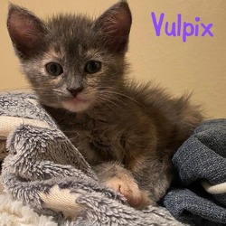 Photo of Vulpix