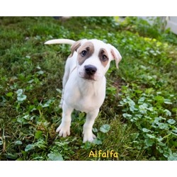 Thumbnail photo of Alfalfa #1