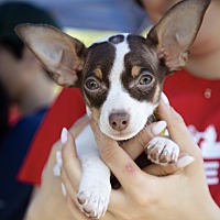 adopt a pet