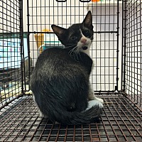 adopt a pet