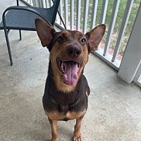 adopt a pet