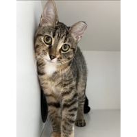 adopt-pet