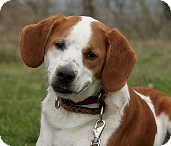 brittany beagle puppies for sale